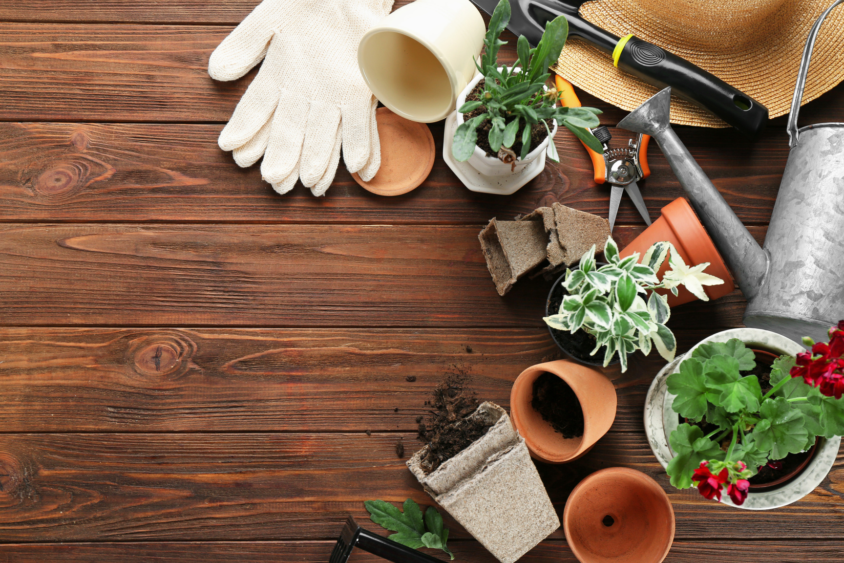 Plants and Gardening Tools on Wooden Background